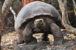 Galapagos 2