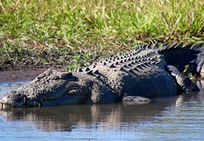 Half Day Jumping Crocodile Tour